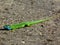 Green and blue male European lizard, Latin name Lacerta Viridis