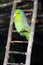 Green and blue parakeet