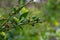 Green blueberries, Vaccinium corymbosum, ripening fruit on a blueberry bush, close-up view