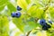 Green blueberry bush with ripe fruit - summer background