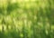 Green blurred background of nature summer glade of grass