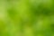 Green blurred natural pointless background for your design