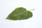 Green Bodhi leaf