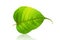 Green bodhi leaf or leaves of buddha isolated