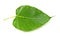 Green bodhi leaf vein