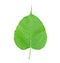 Green bodhi leaf vein on white background