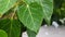 Green bodhi leaves with water droplets, blurred background spaces for text.