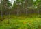 Green bog landscape with bog pines and bog typical vegetation, summer