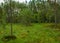 Green bog landscape with bog pines and bog typical vegetation, summer