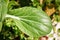 GREEN BOK CHOI LEAF IN A VEGETABLE GARDEN