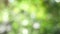 Green bokeh abstract background, Natural green blurred background