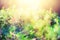 Green bokeh in morning light and sun leaks. Blurred abstract background. Summer concept. Bokeh defocused. Banner. Wild