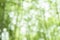 Green bokeh on nature defocus abstract background.blur green bokeh from bamboo forest