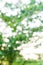 Green Bokeh texture or background, blur circle