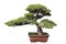 Green bonsai pine