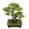 Green bonsai tree