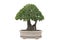 Green bonsai tree