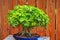 Green bonsai tree