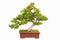 Green bonsai tree of chinese littleleaf box