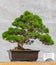 Green bonsai tree- Juniperus chinensis