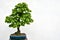 Green bonsai tree planted in blue bowl on white background