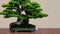 green bonsai tree on wooden table