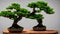 green bonsai tree on wooden table