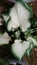 Green bordered white colored beautiful flower plant