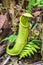 Green Borneo Nepenthes mirabilis