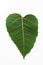 Green bothi leaf Pho leaf,