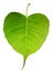Green bothi leaf Pho leaf, bo leaf isolated on white backgroun