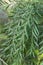 Green bottle brush plant branches closeup