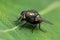 Green bottle fly on leaf