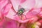 A Green Bottle Fly Lucilia sp on a Geranium flower