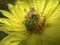 Green Bottle Fly Pollinating Yellow Texas Dandelion