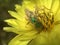 Green Bottle Fly Pollinating Yellow Texas Dandelion