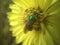 Green Bottle Fly Pollinating Yellow Texas Dandelion