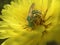 Green Bottle Fly Pollinating Yellow Texas Dandelion