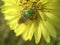 Green Bottle Fly Pollinating Yellow Texas Dandelion