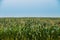 Green Boundless Maize Corn Field Plantation In Spring Summer.