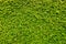 Green Box Hedge wall textured