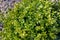 Green boxwood bush. Evergreen hedge. Deractive fence. Ornamental garden plant. Close-up. Copy space. Background. Gardening details