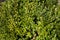 Green boxwood bush. Evergreen hedge. Deractive fence. Ornamental garden plant. Close-up. Copy space. Background. Gardening details