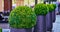 Green boxwood bushes Buxus sempervirens cut into spherical shapes in modern grey tubs, selective focus