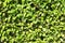 Green Boxwood Hedge Background