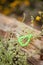 Green bracelet in the grass