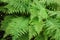 Green bracken plant background, close-up. Great bush of Fern.