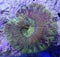 Green Brain Coral