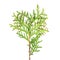 Green branch of arborvitae or Thuja occidentalis isolated on white background