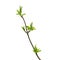 Green branch of an ash tree with budding young leaves isolated on a white background
